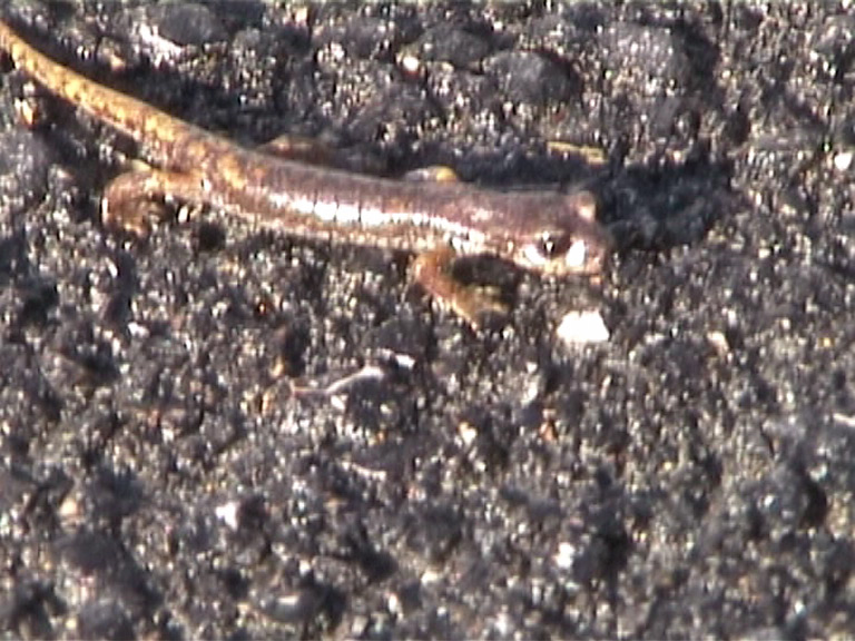 Geotritone - Hydromantes italicus